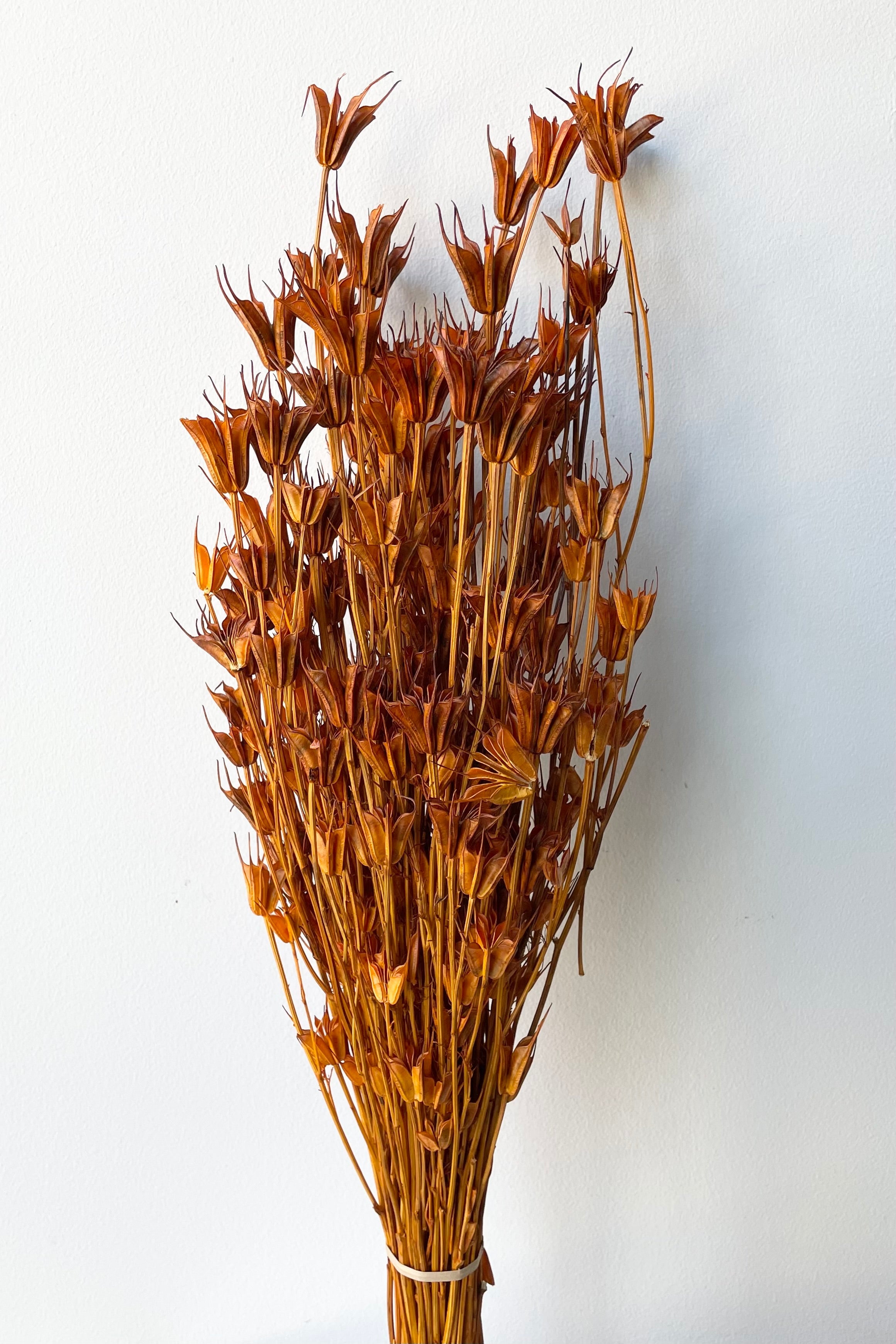 Nigella Orientalis Ochre Color Preserved Bunch