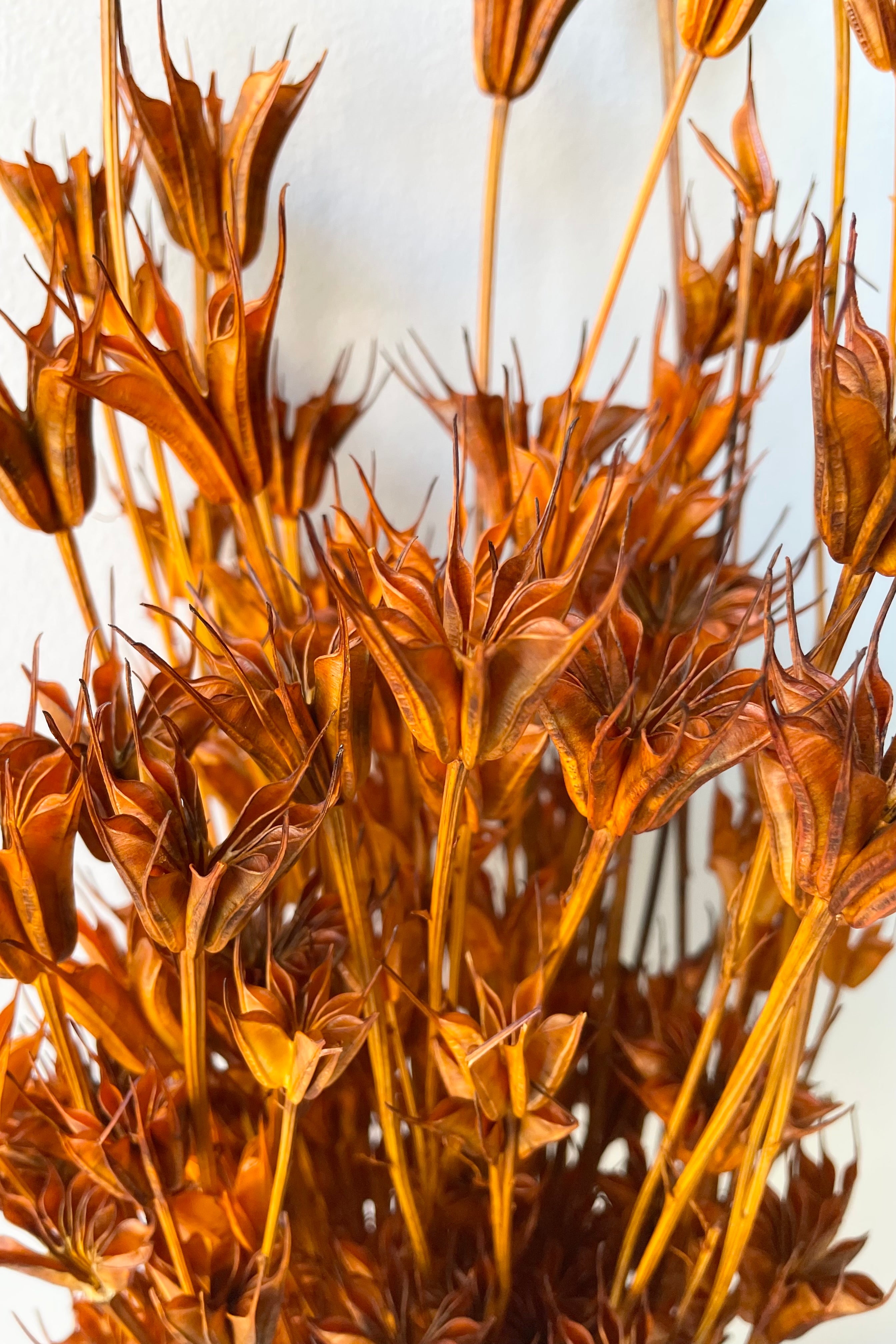 Nigella Orientalis Ochre Color Preserved Bunch