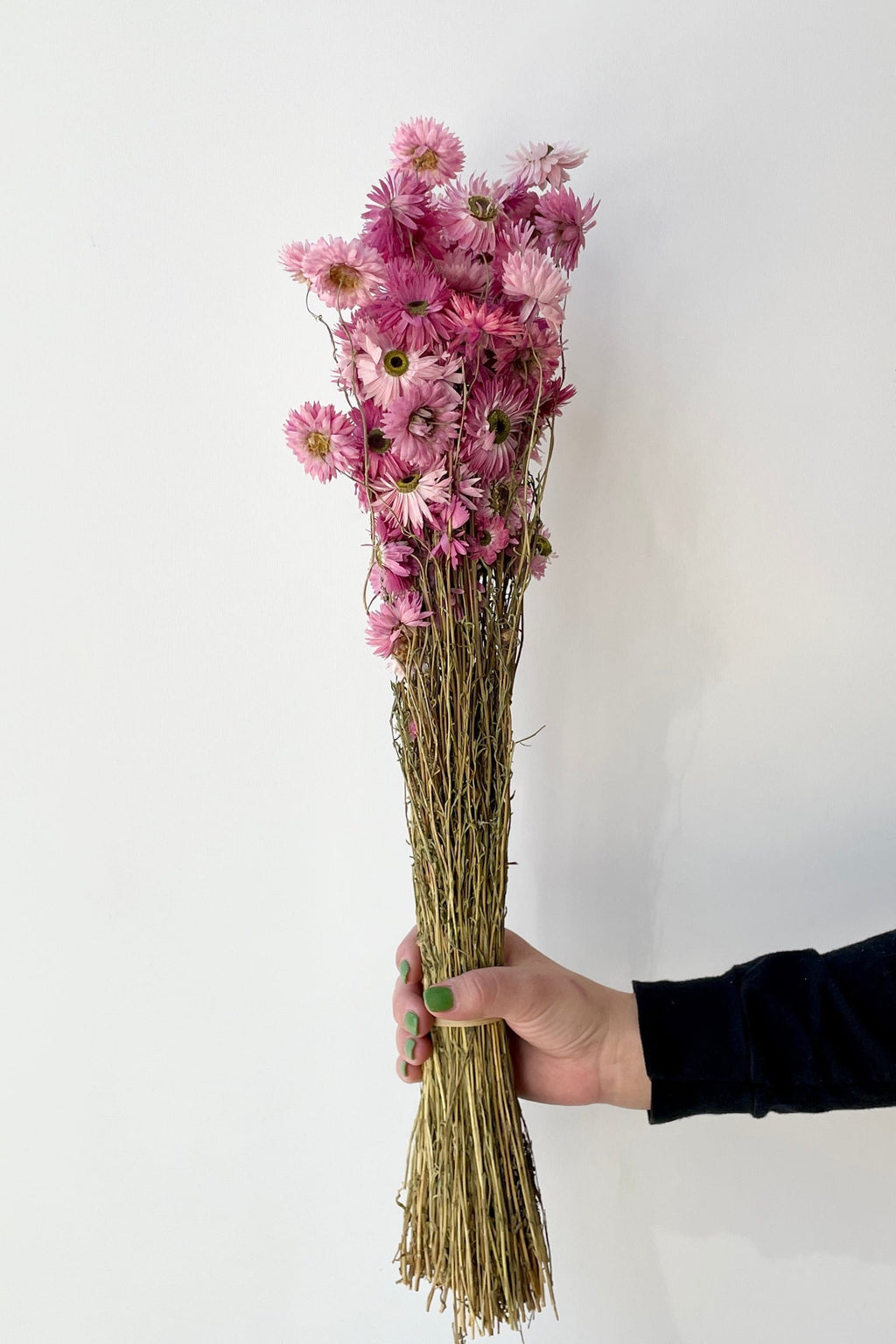 Acroclinium Pink Color Preserved Bunch