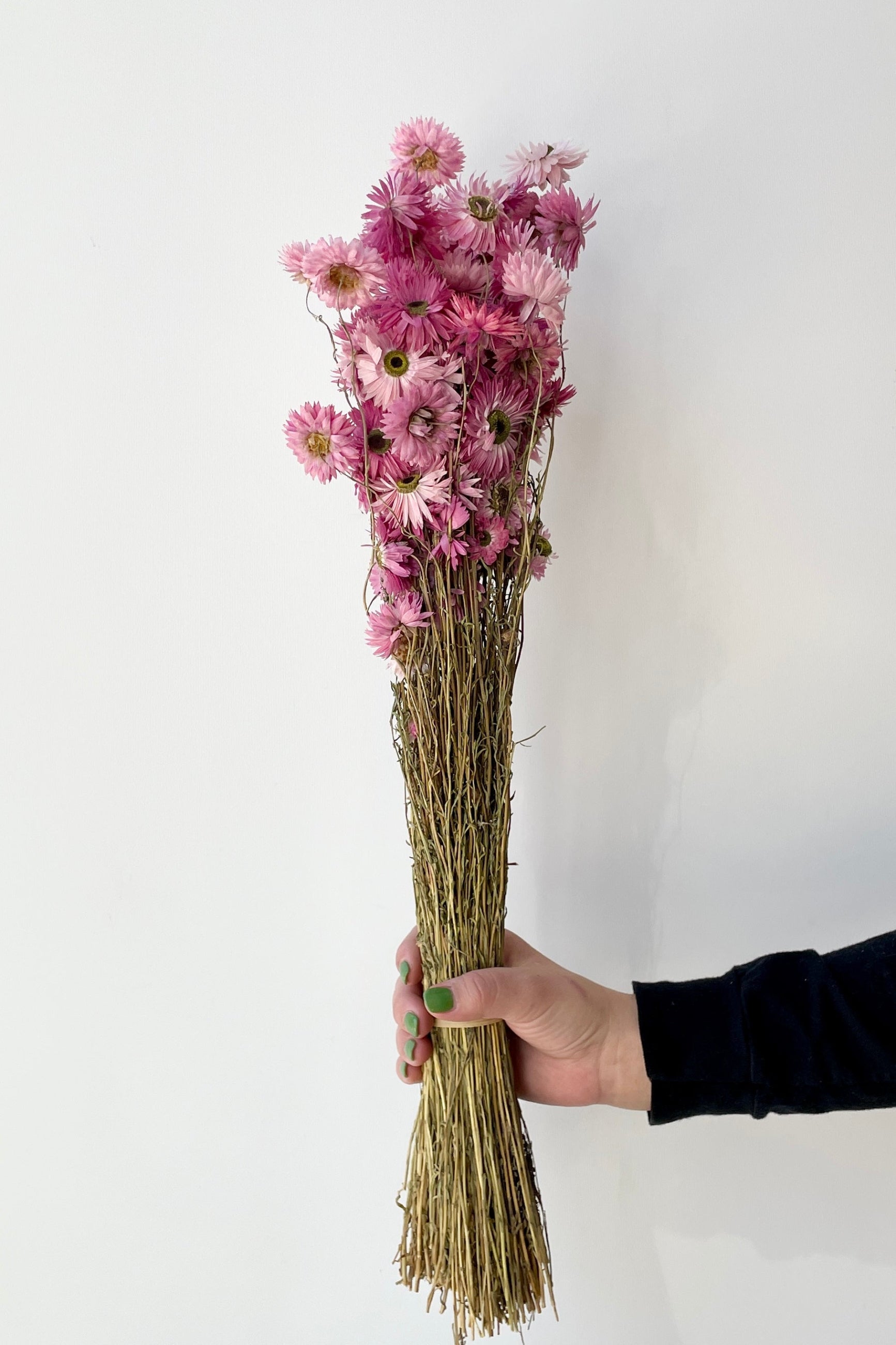 Acroclinium Pink Color Preserved Bunch