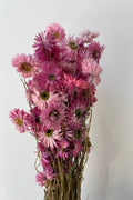 Acroclinium Pink Color Preserved Bunch