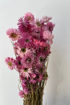 Acroclinium Pink Color Preserved Bunch