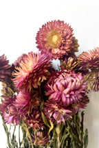 Helichrysum Dusty Brick Color Preserved Bunch