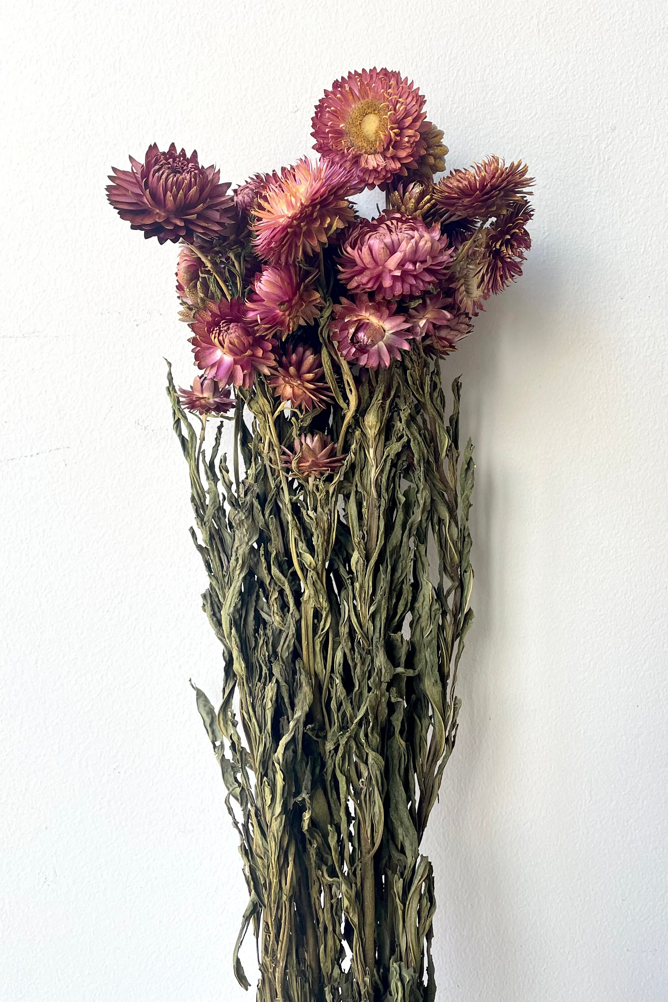 Helichrysum Dusty Brick Color Preserved Bunch