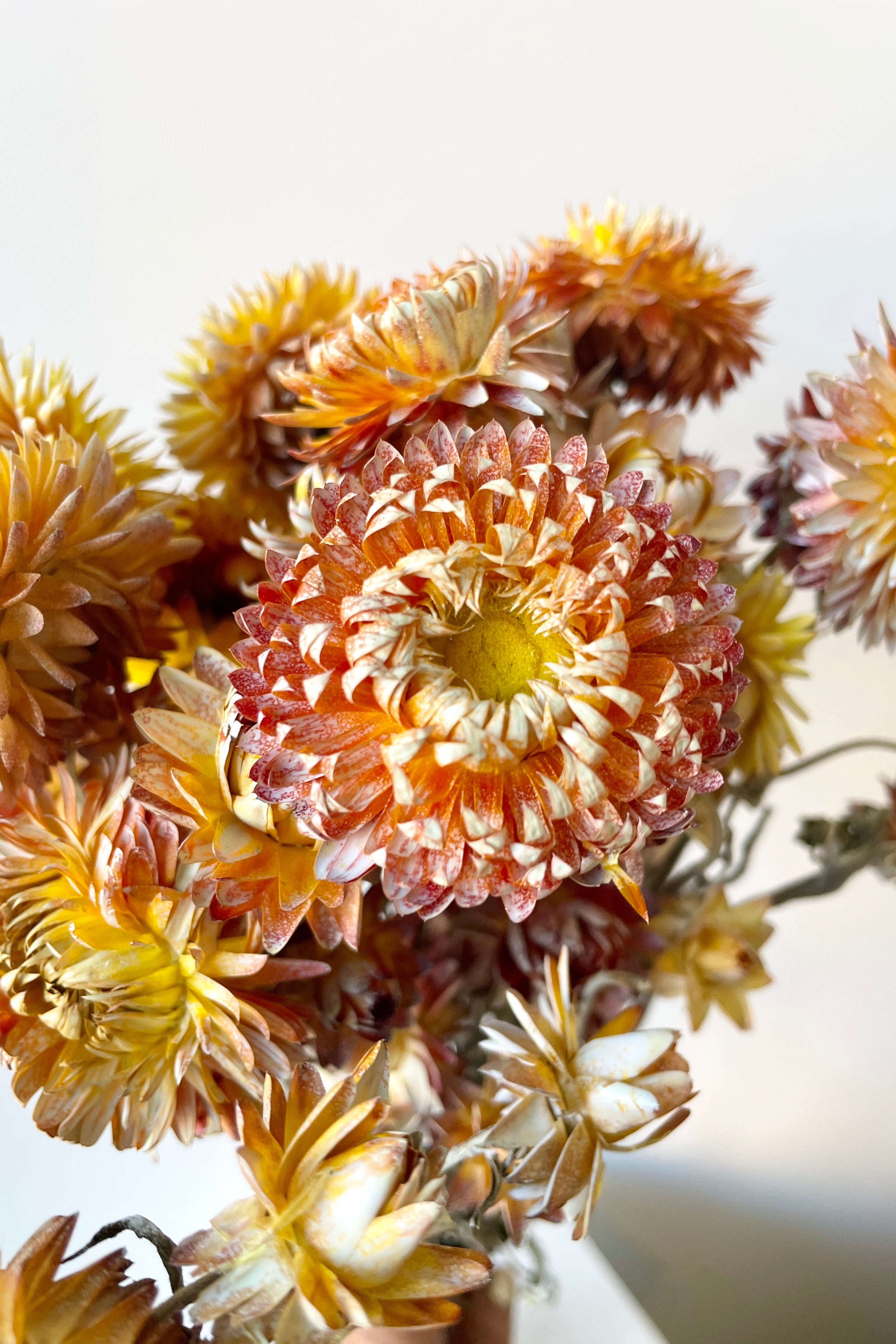 Helichrysum Dusty Brick Color Preserved Bunch