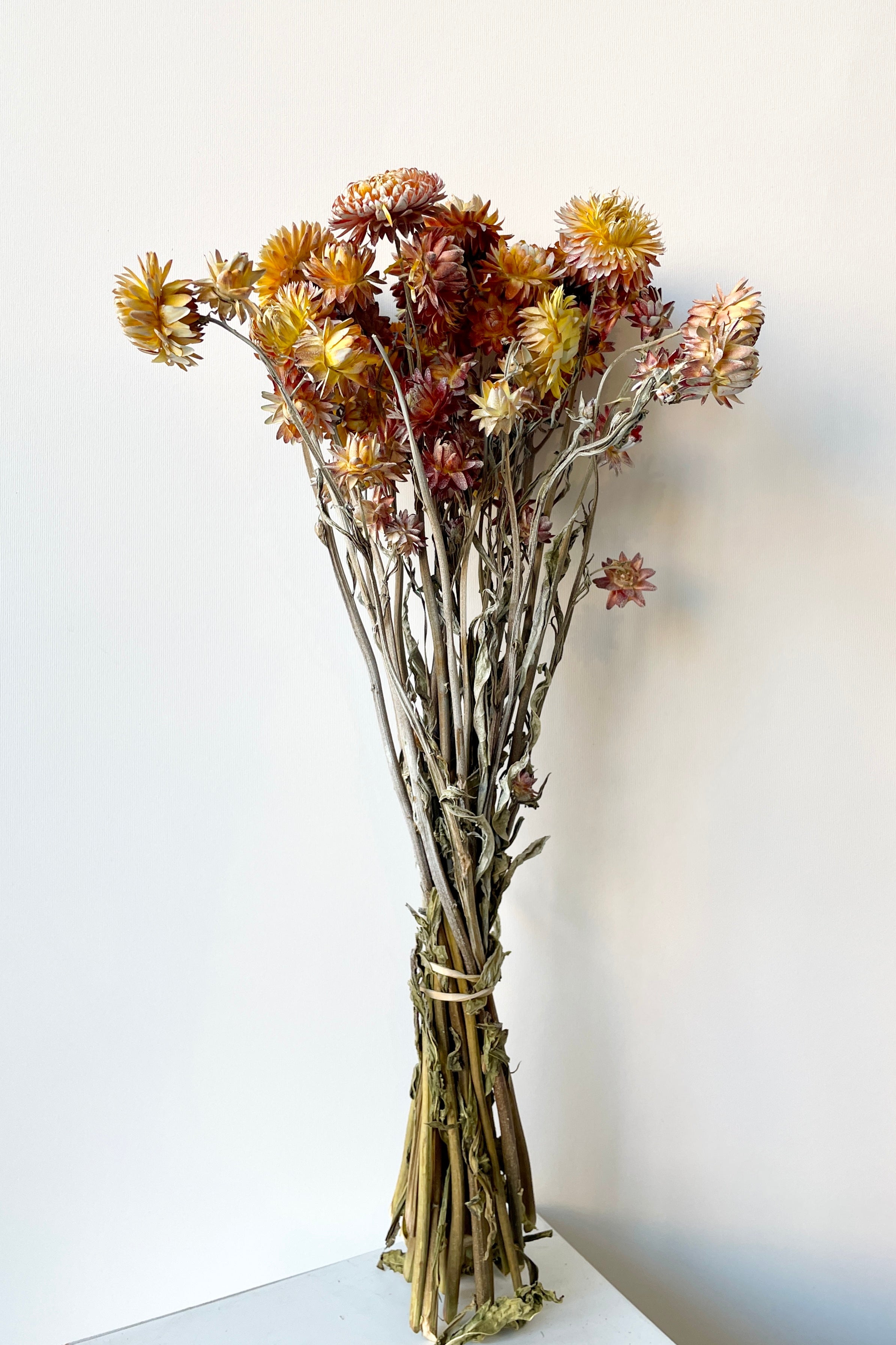 Helichrysum Dusty Brick Color Preserved Bunch