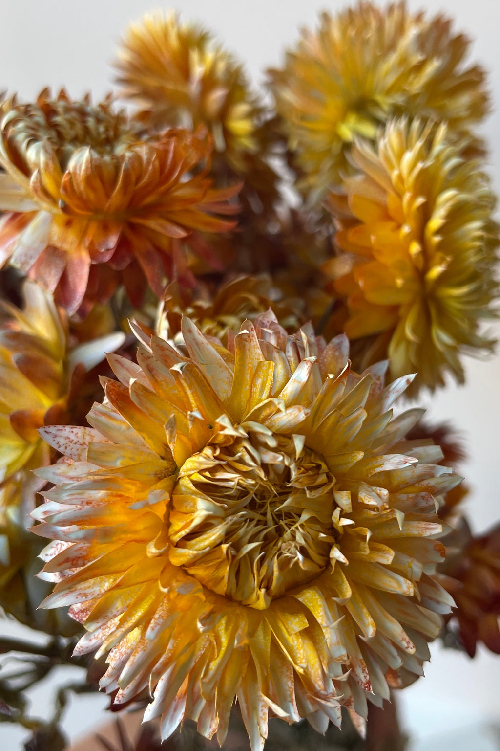 Helichrysum Dusty Brick Color Preserved Bunch