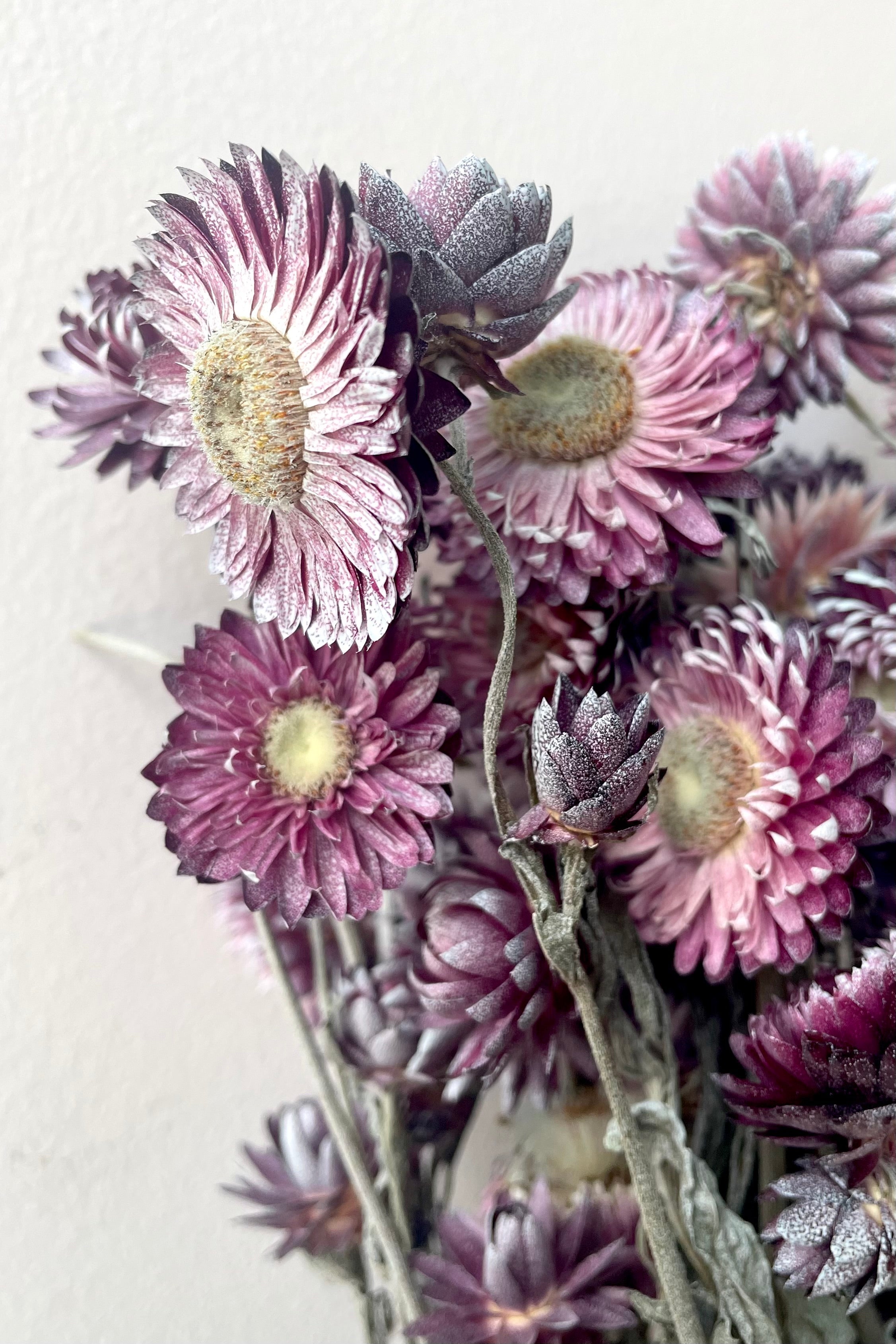 Helichrysum Dusty Fuchsia Color Preserved Bunch