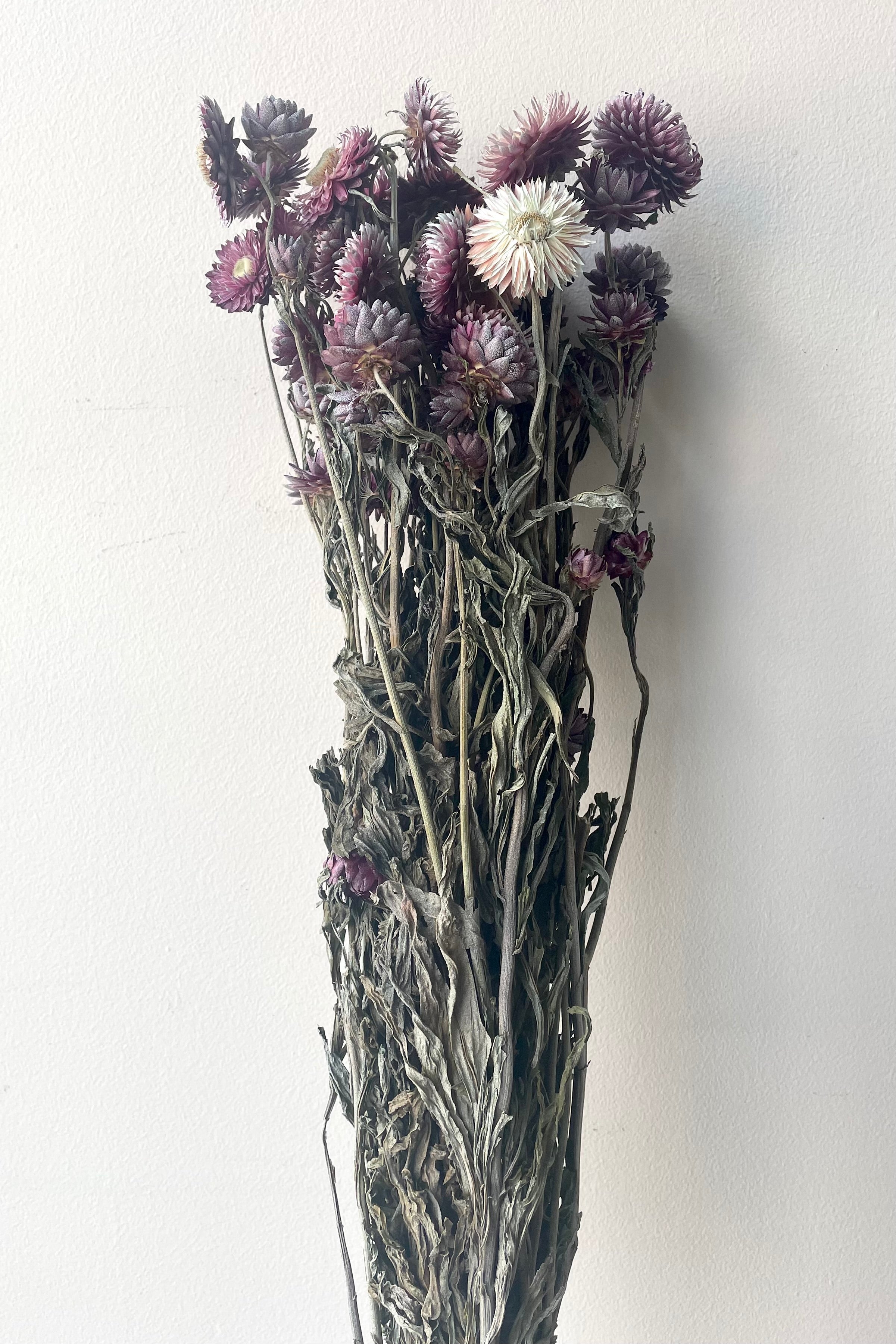 Helichrysum Dusty Fuchsia Color Preserved Bunch