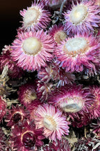 Helichrysum Dusty Fuchsia Color Preserved Bunch