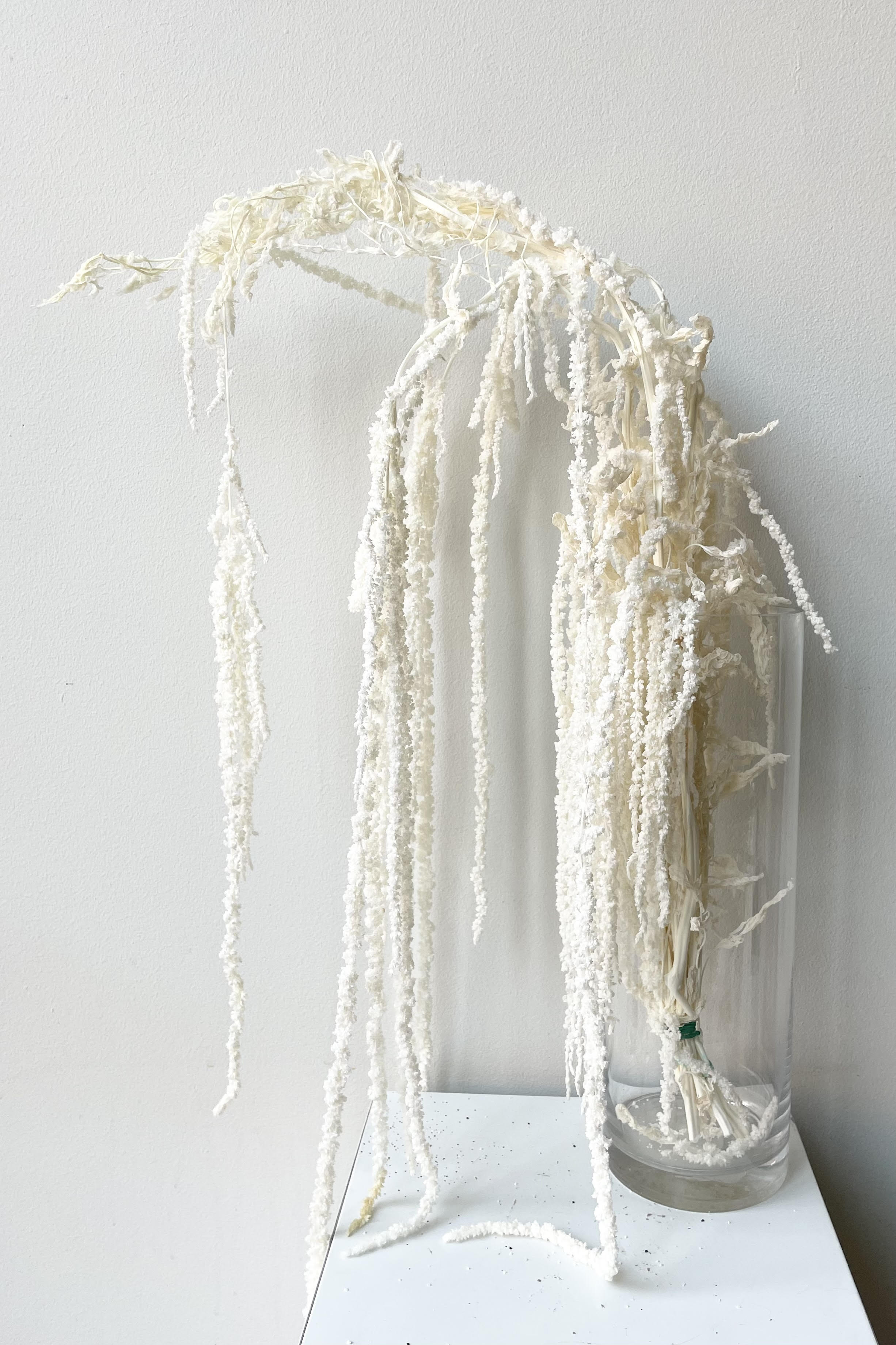 Amaranthus Bleached Pastel Preserved Bunch