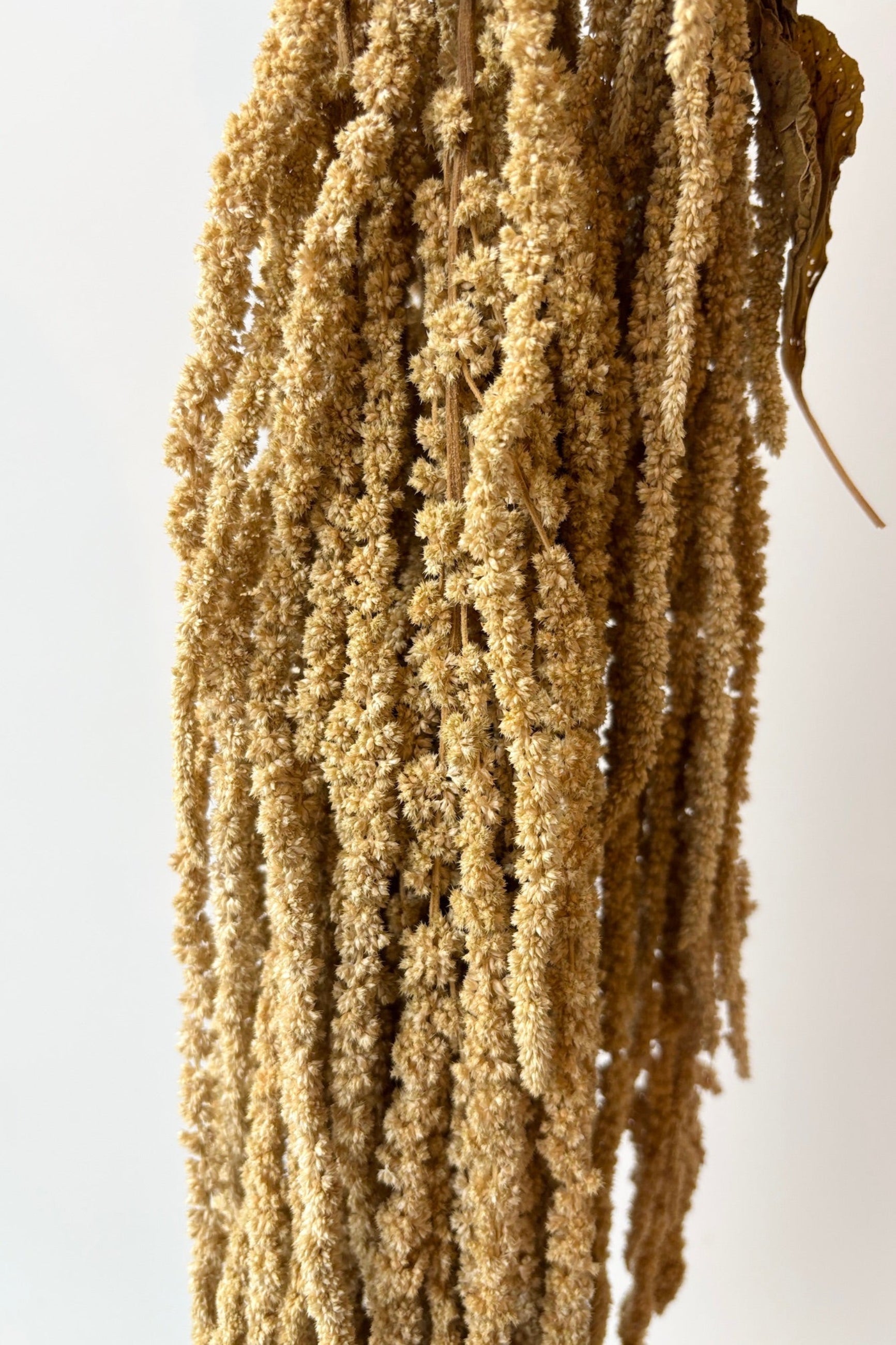 Amaranthus Natural Color Preserved Bunch