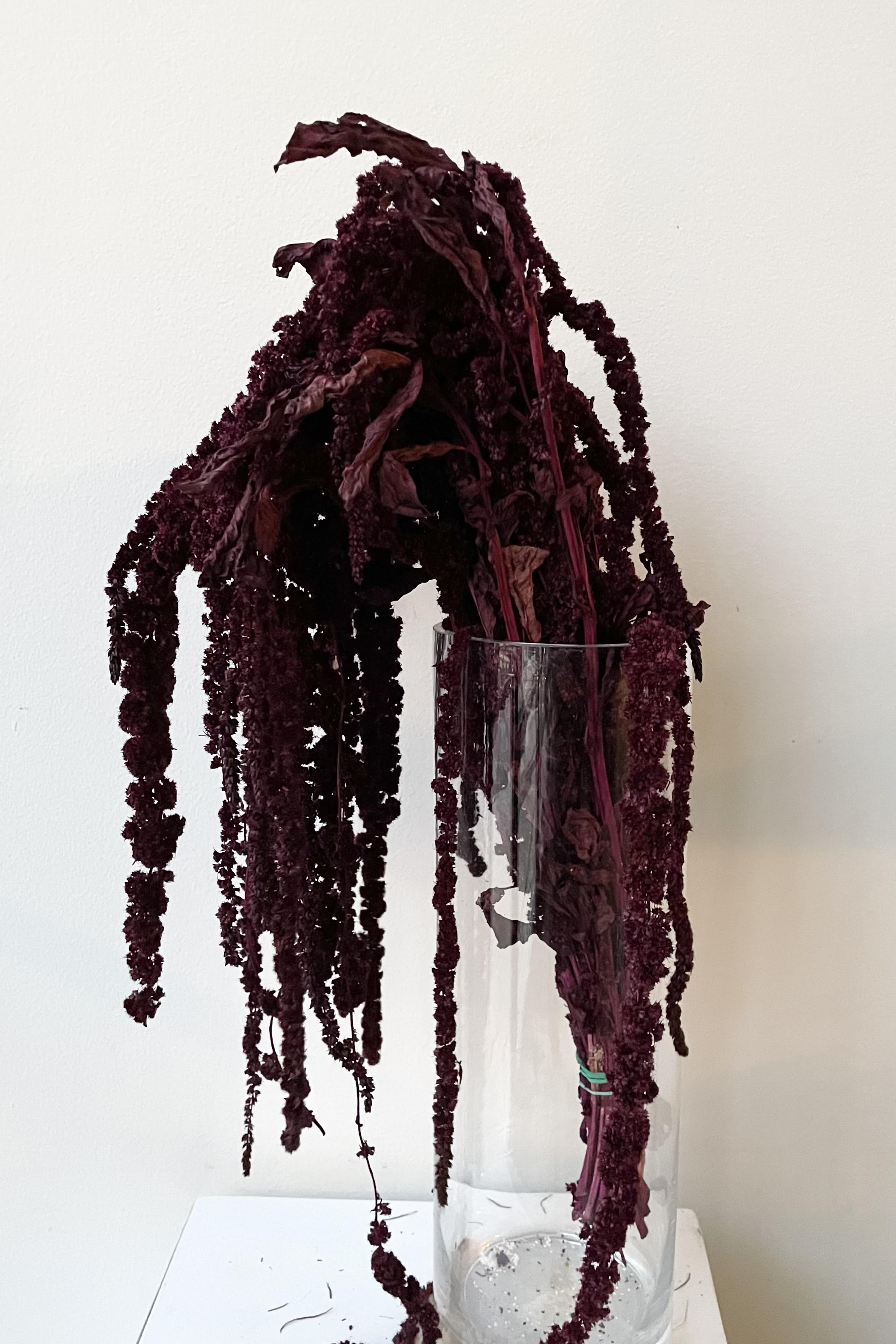 Amaranthus Burgundy Color Preserved Bunch