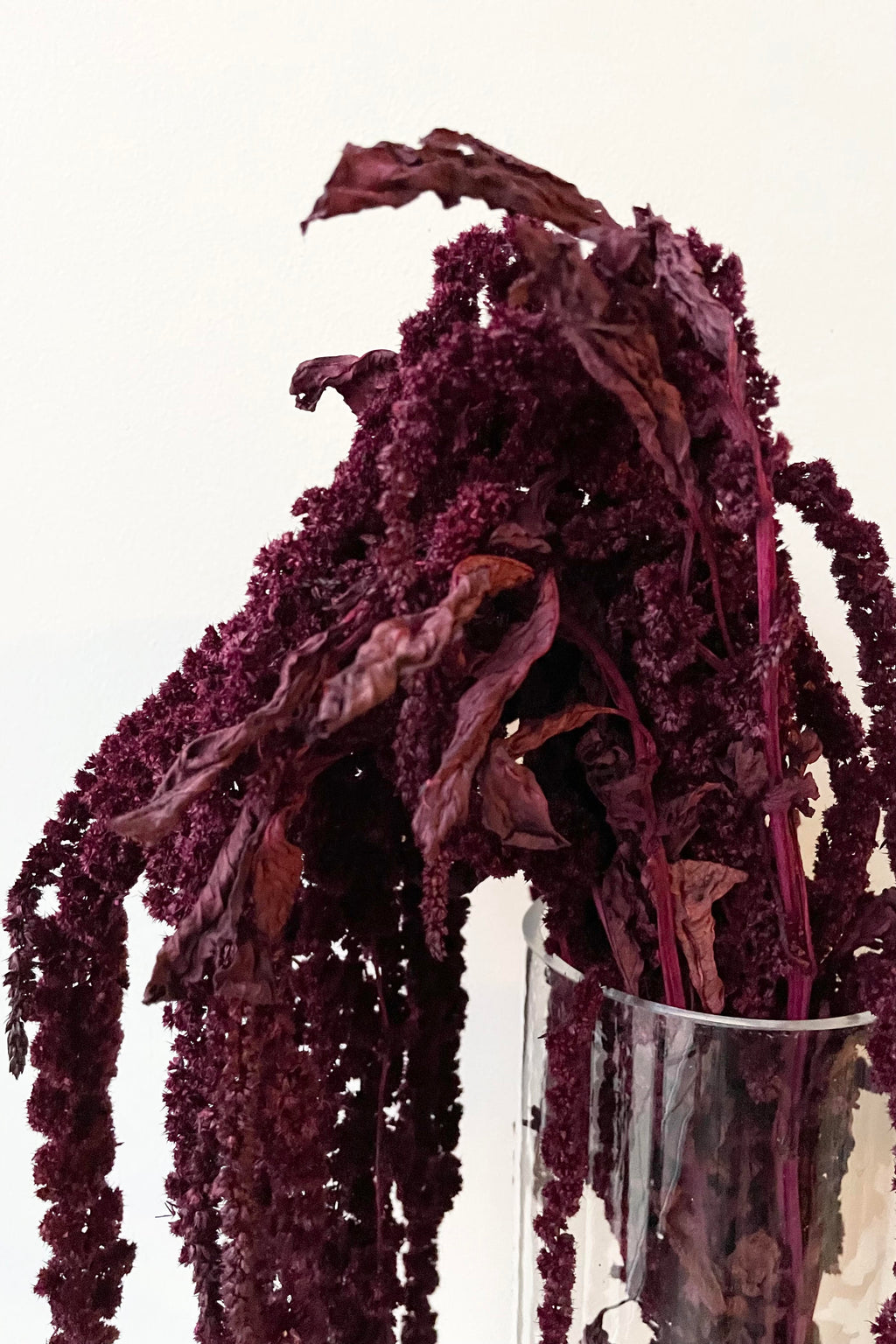 Amaranthus Burgundy Color Preserved Bunch