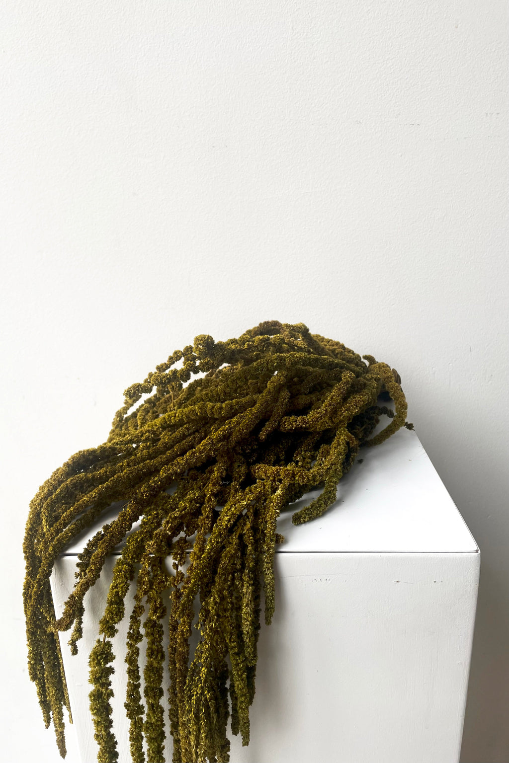 Amaranthus Olive Color Preserved Bunch