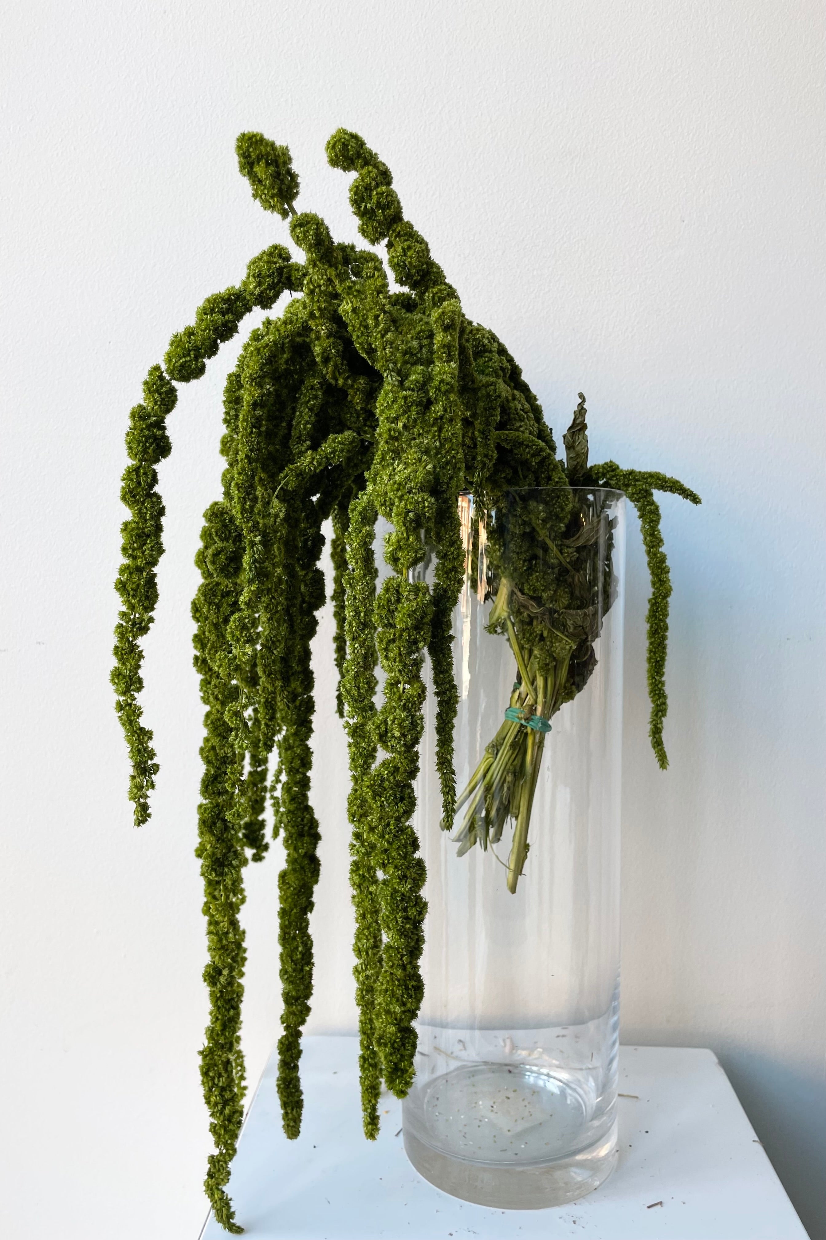 Amaranthus Olive Color Preserved Bunch