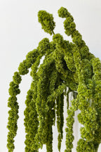 Amaranthus Olive Color Preserved Bunch