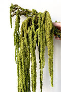 Amaranthus Light Green Color Preserved Bunch