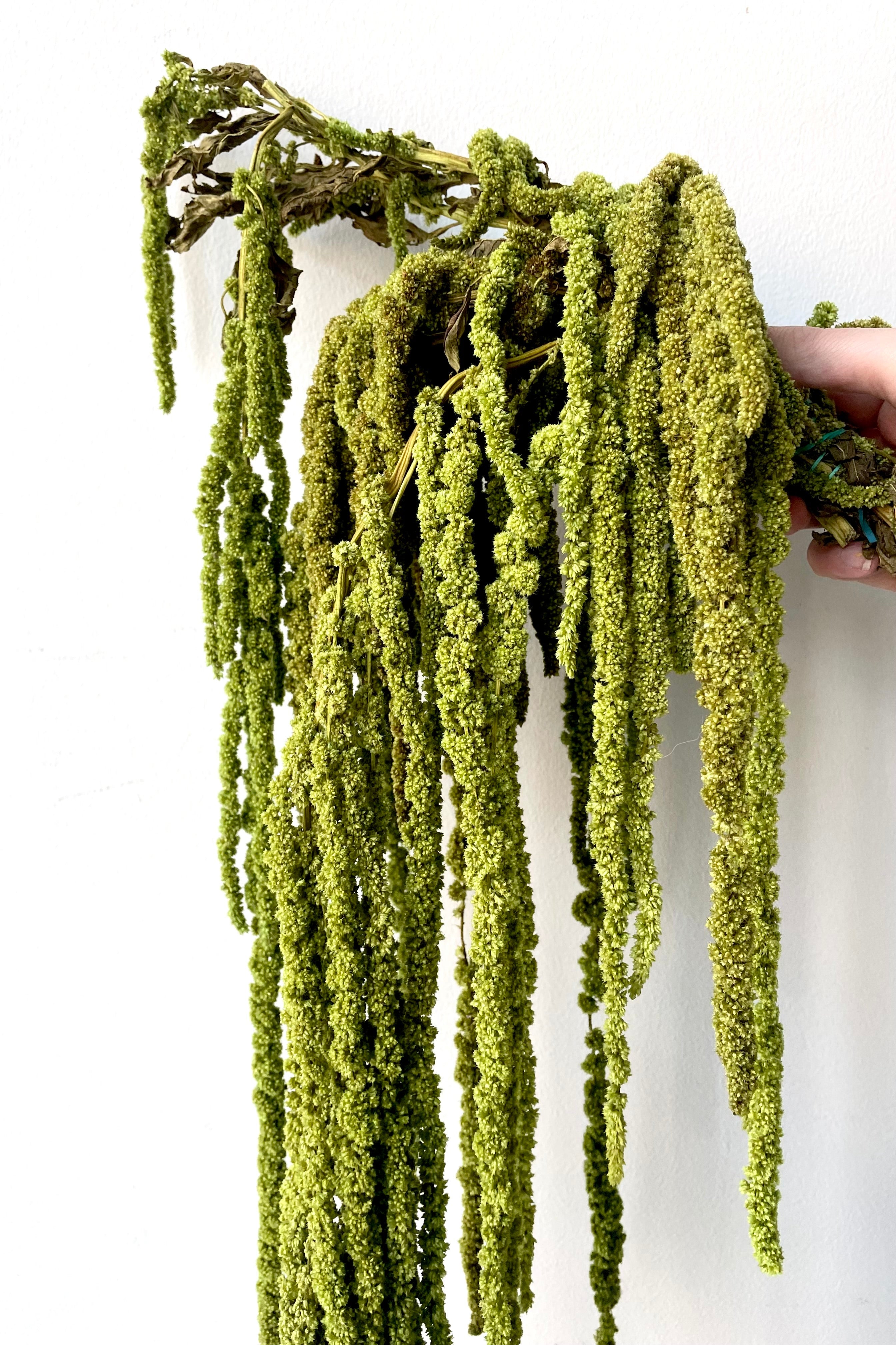 Amaranthus Light Green Color Preserved Bunch