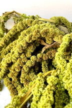 Amaranthus Light Green Color Preserved Bunch