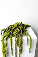 Amaranthus Light Green Color Preserved Bunch