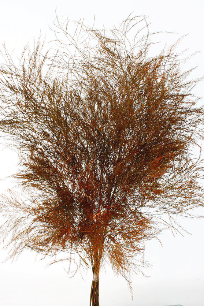 Asparagus Trifle Warm Ochre Color Preserved Bunch