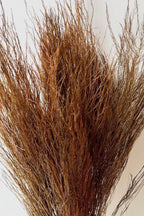 Asparagus Trifle Warm Ochre Color Preserved Bunch