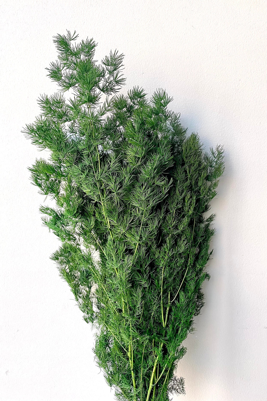 Asparagus Ming Natural Color Preserved Bunch