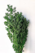 Asparagus Ming Natural Color Preserved Bunch