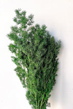 Asparagus Ming Natural Color Preserved Bunch