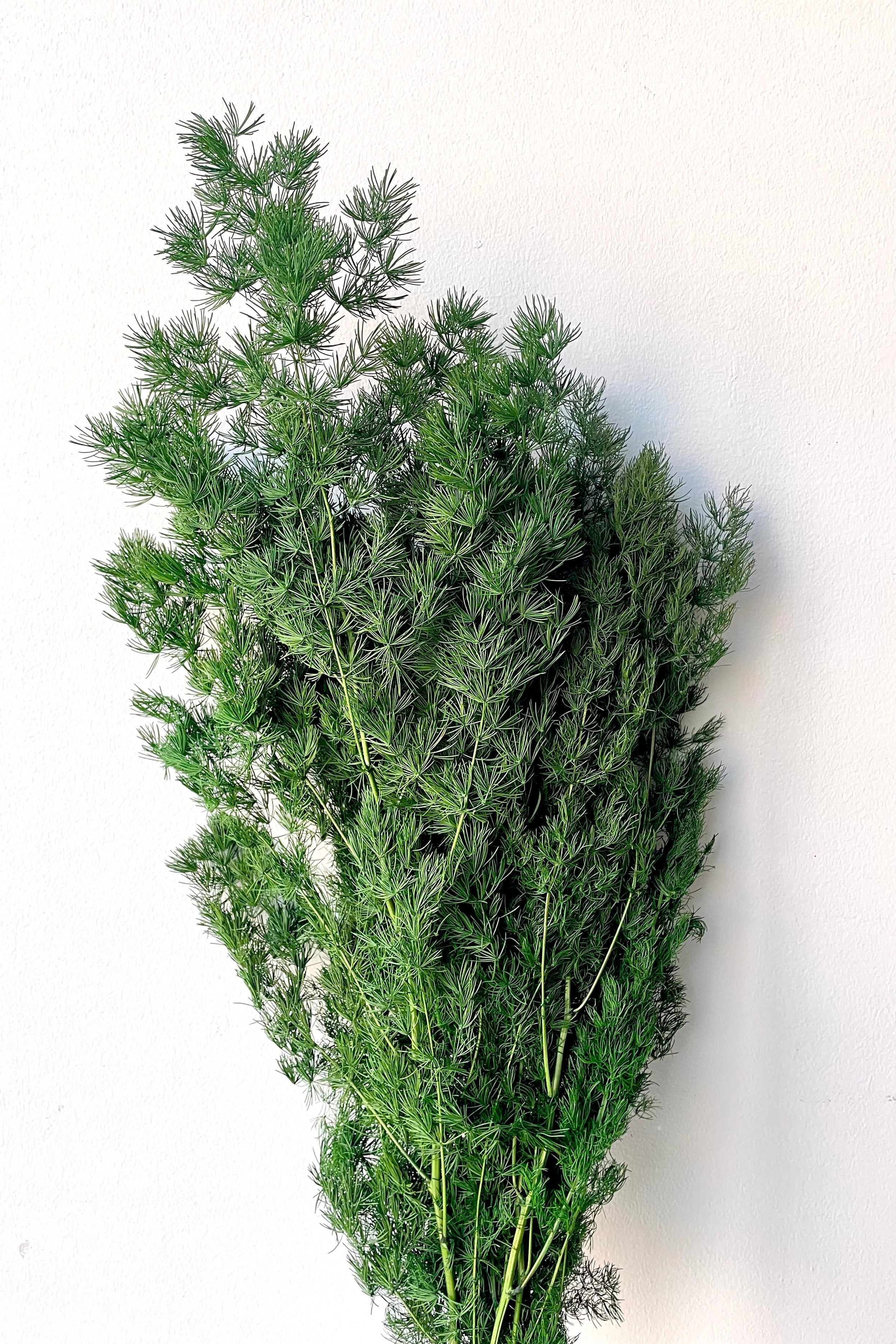 Asparagus Ming Natural Color Preserved Bunch