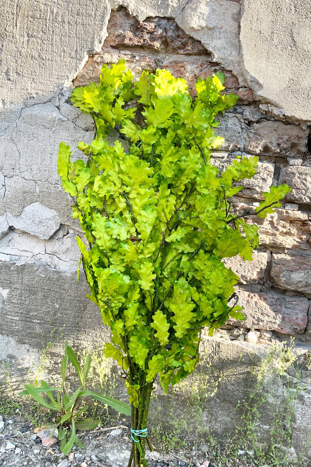 Quercus Extra Chartreuse Color Preserved Bunch