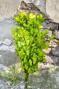 Quercus Extra Chartreuse Color Preserved Bunch
