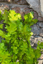 Quercus Extra Chartreuse Color Preserved Bunch