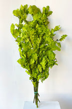Quercus Extra Chartreuse Color Preserved Bunch