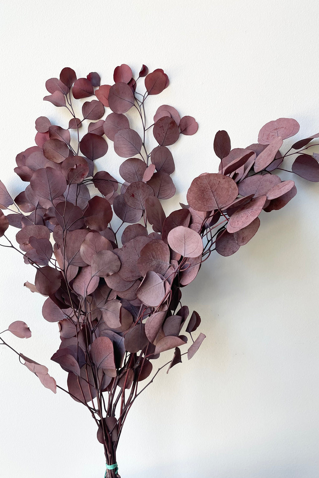 Eucalyptus Populus Burgundy Color Preserved Bunch