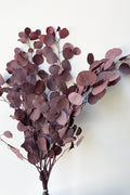 Eucalyptus Populus Burgundy Color Preserved Bunch