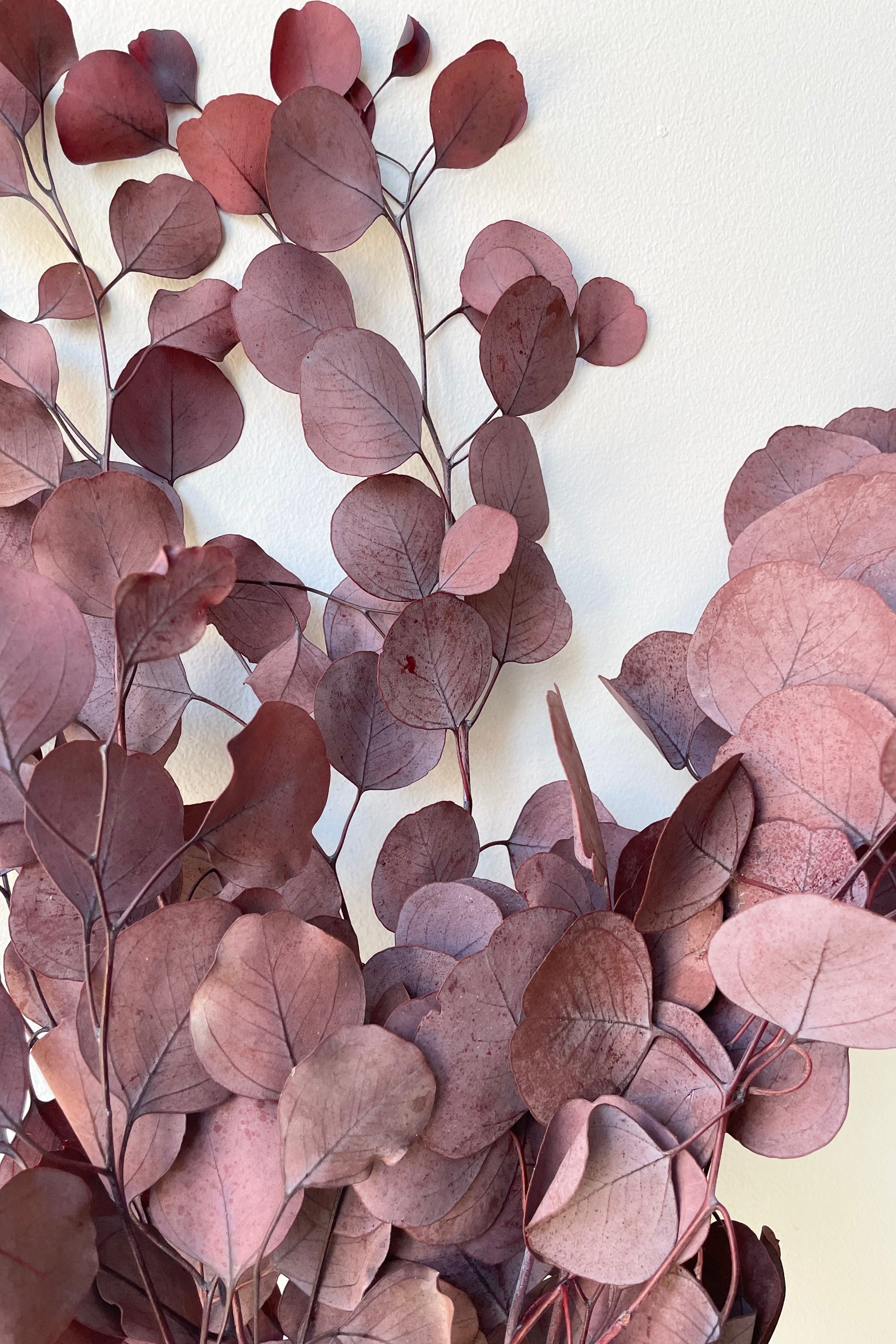 Eucalyptus Populus Burgundy Color Preserved Bunch