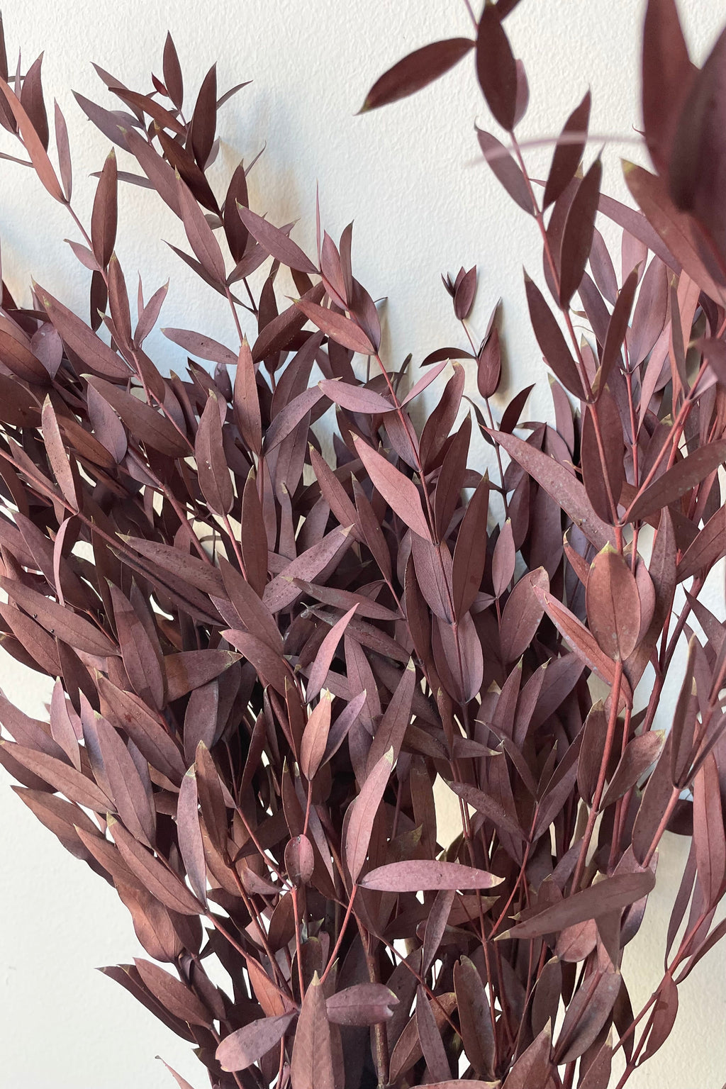 Eucalyptus Parvifolia Burgundy Color Preserved Bunch