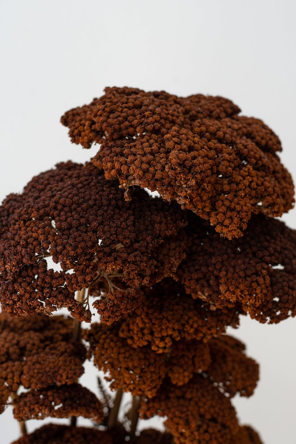 Achillea Mocha Color Preserved Bunch
