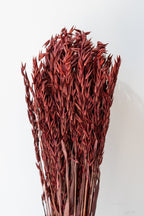Avena Sativa Burgundy Color Preserved Bunch