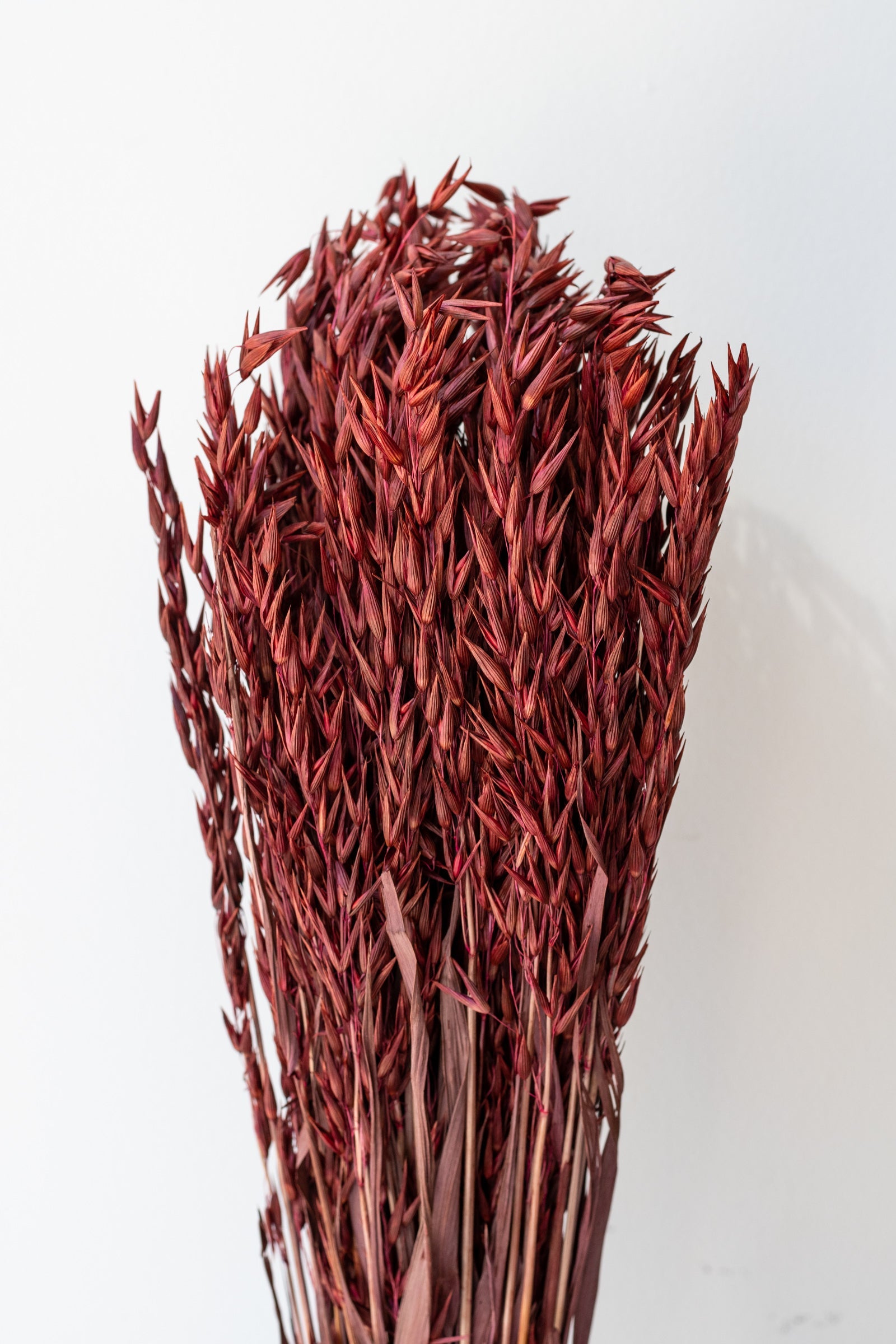 Avena Sativa Burgundy Color Preserved Bunch