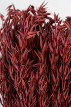 Avena Sativa Burgundy Color Preserved Bunch