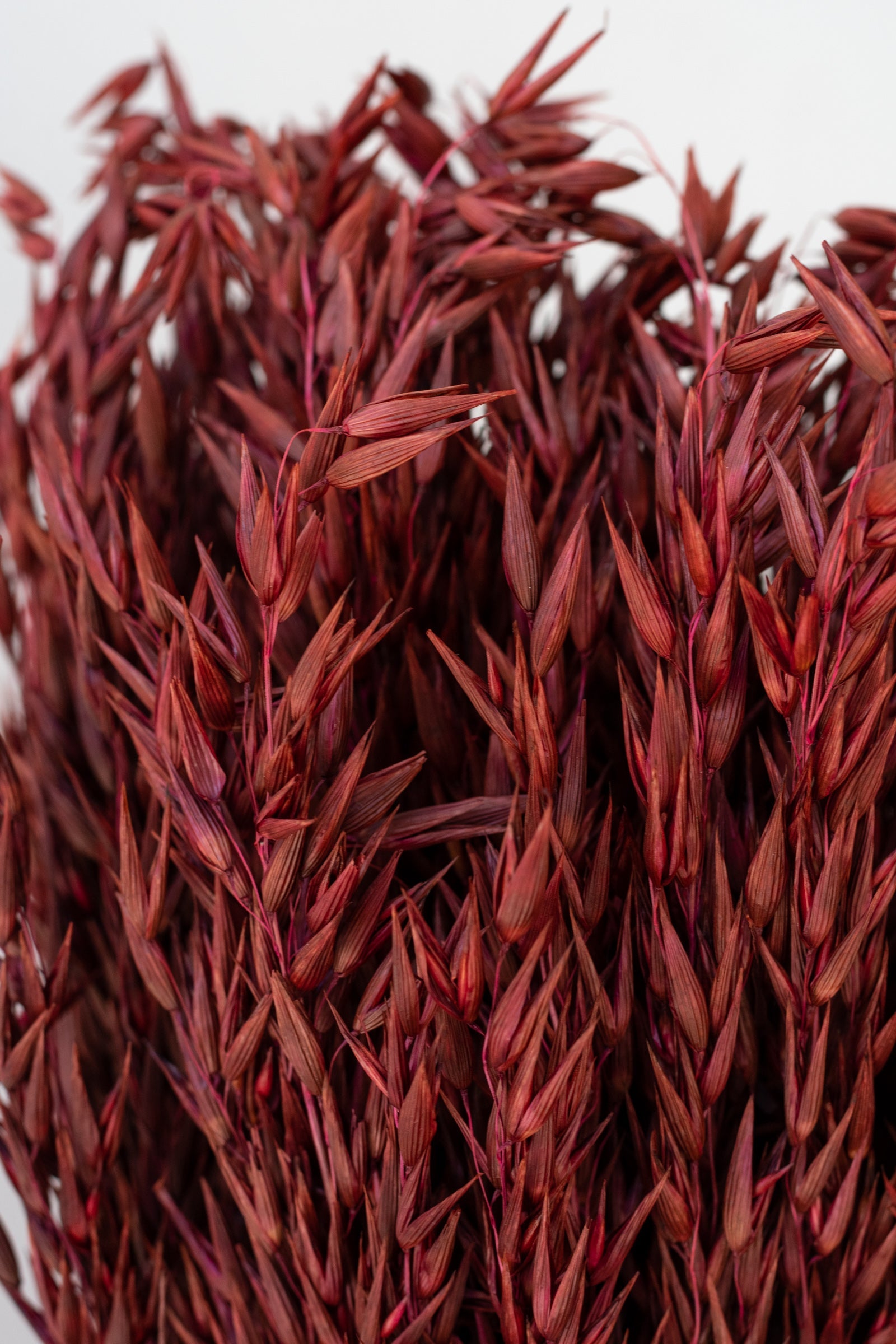 Avena Sativa Burgundy Color Preserved Bunch