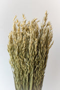 Avena Sativa Natural Preserved Bunch