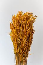 Avena Sativa Ochre Color Preserved Bunch
