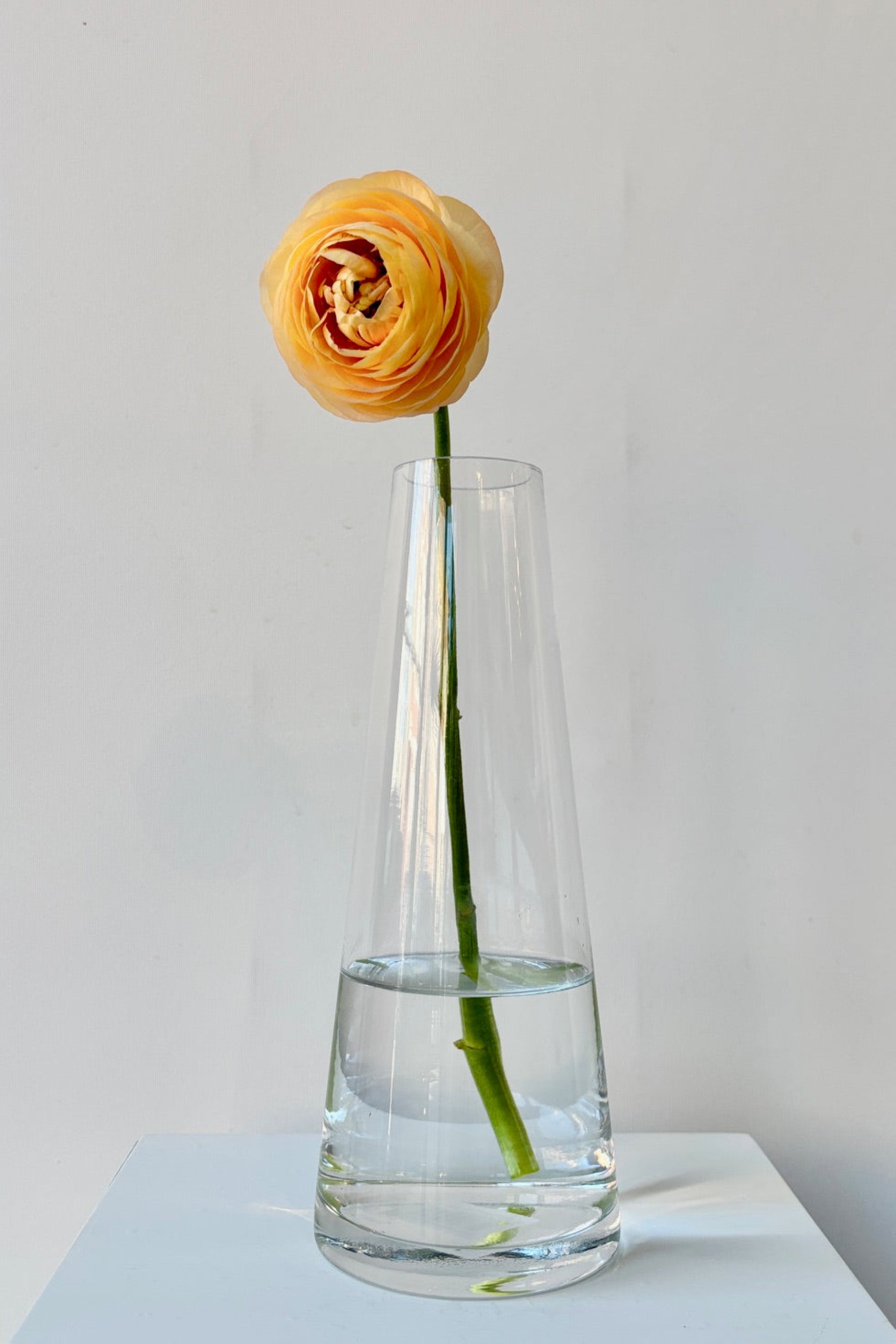 Reverse Taper Clear Glass Vase 10"h x 4.75"dia x 2"