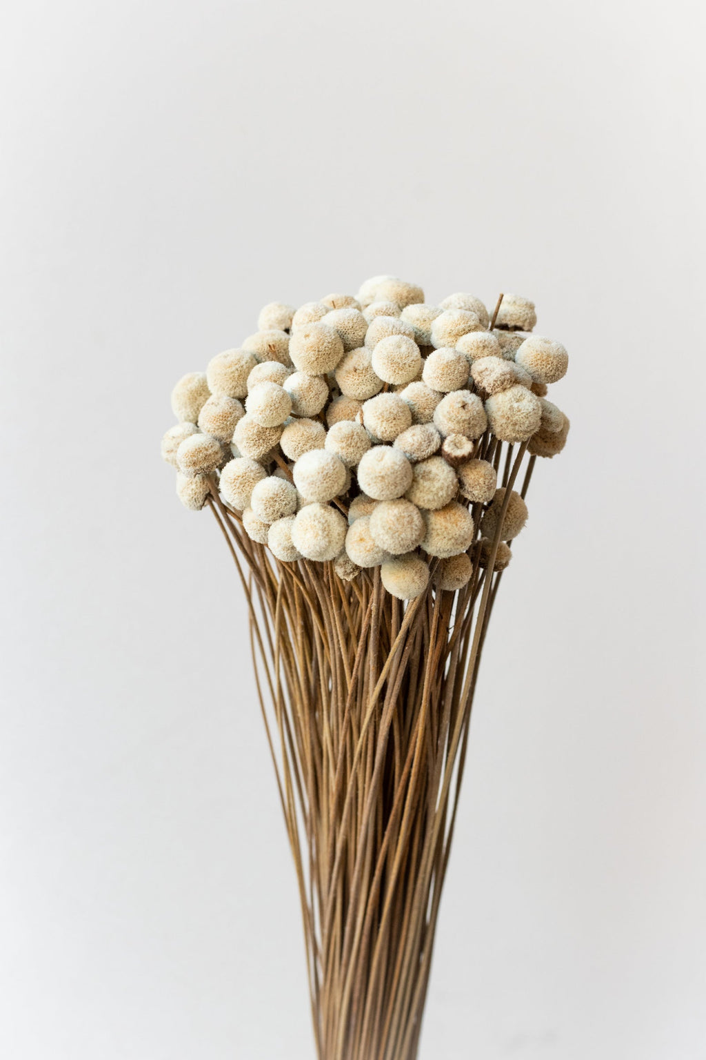 Botao  Natural Preserved Bunch