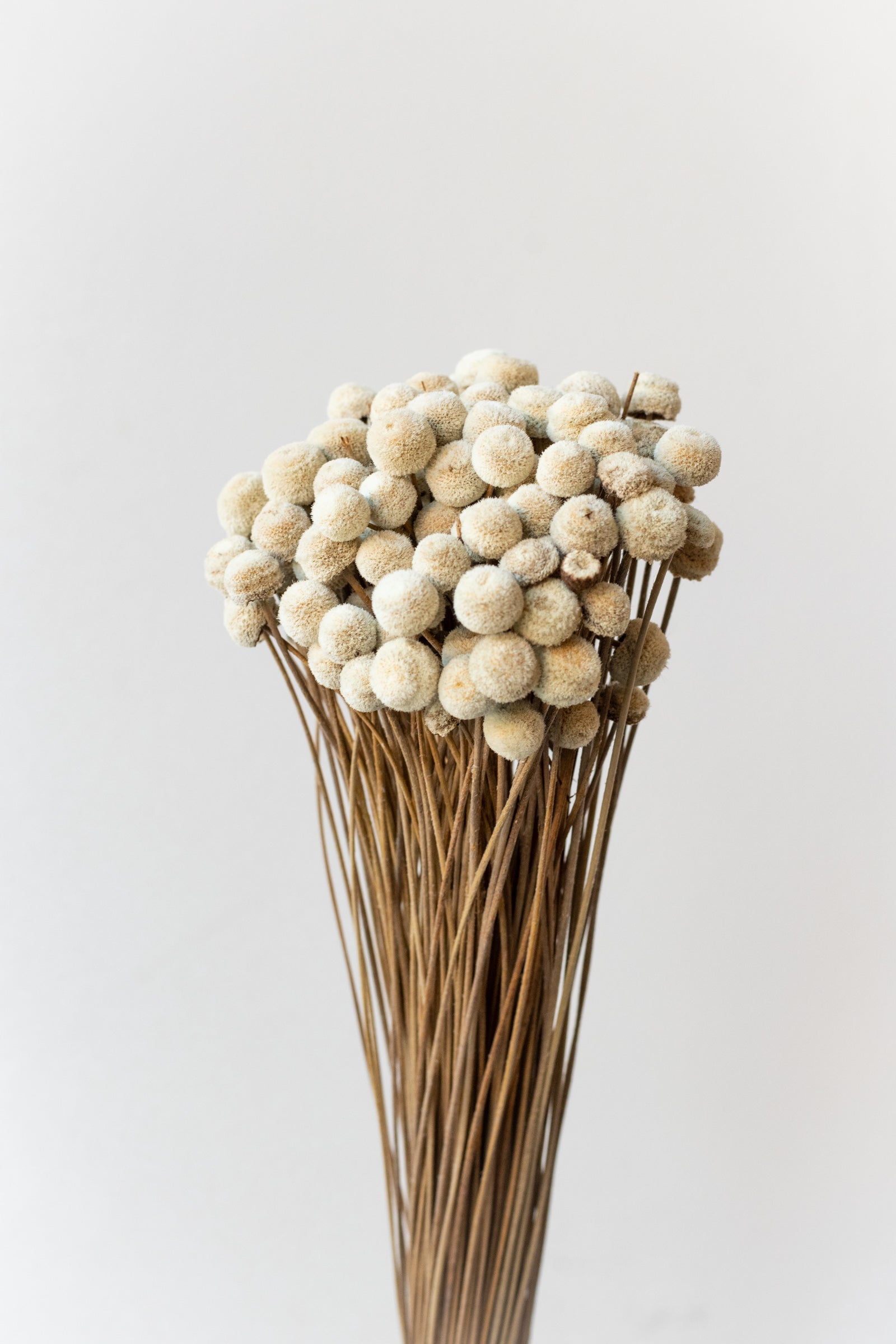 Botao  Natural Preserved Bunch