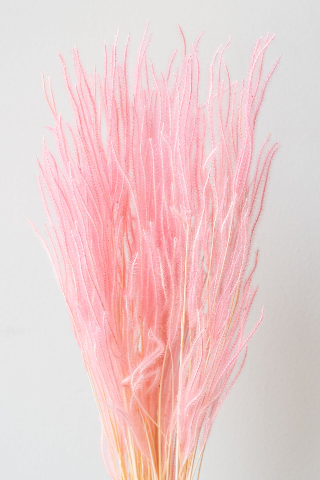 Ouro Blush Pastel Preserved Bunch